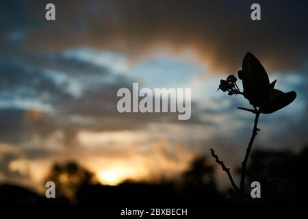 Wilde Blumen und wunderschöne Aussicht auf den goldenen Sonnenuntergang Stockfoto