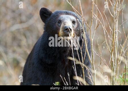 Ein Schwarzbär, der auf einer Wiese in den Yukon Territories, Kanada, herumstreift. Stockfoto