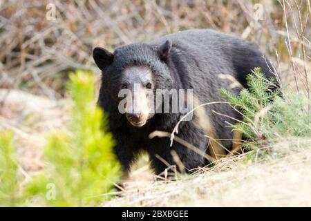 Ein Schwarzbär, der auf einer Wiese in den Yukon Territories, Kanada, herumstreift. Stockfoto