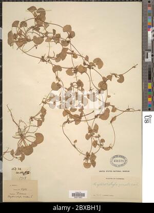 Centella asiatica L Urb Centella asiatica L Urb. Stockfoto