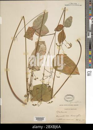 Desmodium sp Desmodium sp. Stockfoto