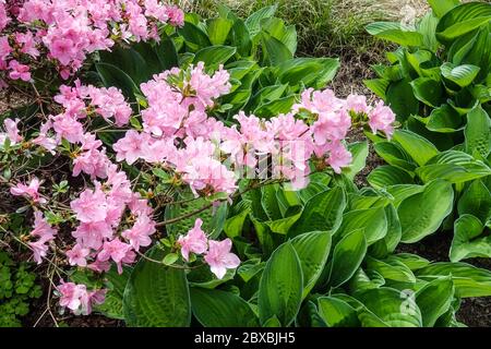 Rosa Rhododendron-Hosta Stockfoto