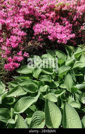 Hosta Krossa Regal Rhododendron Stockfoto