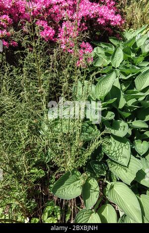 Hosta Fern Rhododendron Stockfoto