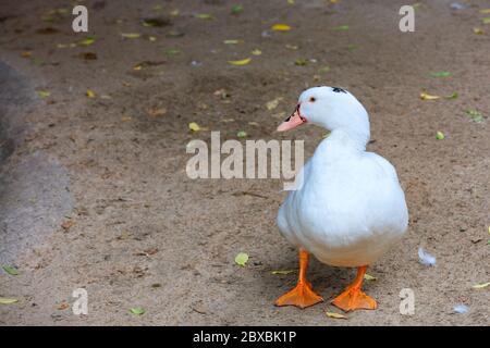 Eine weiße Ente mit leuchtend orangen Pfoten geht den sandigen Boden entlang und schaut nach links, Kopierraum. Stockfoto