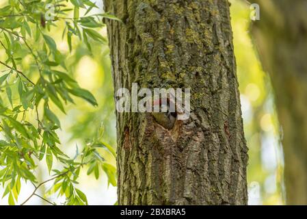 Ein großer Specht, Dendrocopos Major, der ein Jungling im Nest füttert Stockfoto