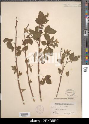 Rhus aromatica Aiton Rhus aromatica Aiton. Stockfoto