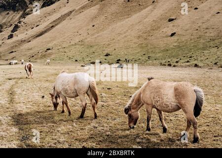 Das isländische Pferd ist eine Rasse von Pferden, die in Island angebaut werden. Pferde weiden auf einer Wiese mit trockenem Gras. Die Herde geht frei um das Feld. Stockfoto