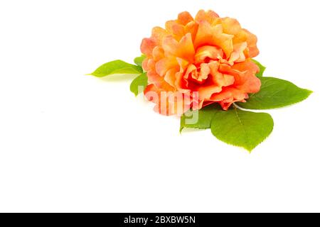 Eine orange Rose mit grünen Blättern ist auf Weiß isoliert. Perfekter Hintergrund für Website oder Grußkarte. Stockfoto