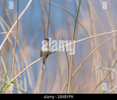 Ein Singvögel Common Reed Bunting, Emberiza schoeniclus auf einem Schilf in einem Naturschutzgebiet in Großbritannien Stockfoto