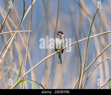 Ein Singvögel Common Reed Bunting, Emberiza schoeniclus auf einem Schilf in einem Naturschutzgebiet in Großbritannien Stockfoto