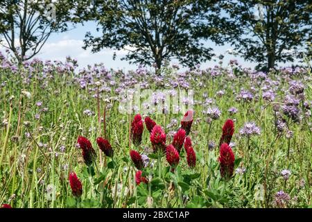 Melliferöse Pflanzen auf einer Wiese, Purpurklee Lacy Phacelia Meadow blüht Stockfoto