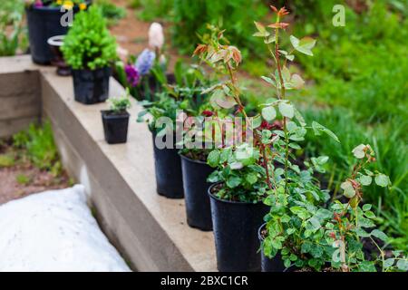 Blumensämlinge in schwarzen Plastiktöpfen stehen in einer Reihe. Gartenarbeit Hintergrundfoto mit weichem selektivem Fokus Stockfoto