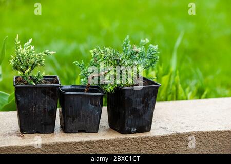 Wacholder-Sämlinge sind in schwarzen Kunststofftöpfen. Gartenarbeit Hintergrundfoto mit weichem selektivem Fokus Stockfoto