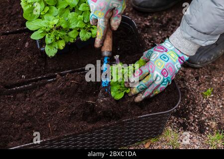 Gärtner mit Hacken replants Petunia Sämlinge in dekorativen Töpfen, Nahaufnahme Foto mit selektivem Fokus auf Blume und Hände Stockfoto