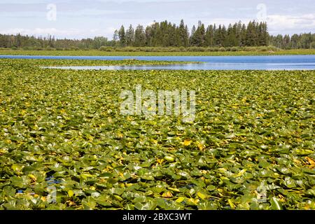 Indian Lake entlang Ashton-Flagg Ranch Rd., Teil der Great Divide Mountain Bike Route im Caribou-Targhee National Forest an der Grenze zwischen Idaho und Wyoming. Stockfoto