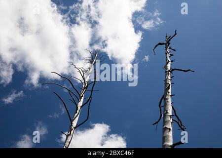 Tote Bäume am blauen Himmel entlang des Beula Lake Trail im Hintergrund des Yellowstone National Park. Stockfoto