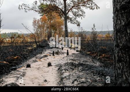 Thursley Common, Elstead. Juni 2020. Vier Tage nach dem Waldbrand, der Thursley Common verwüstete, wurde das Gebiet in verkohlten Ruinen zurückgelassen. Das Feuer wurde Berichten zufolge durch ein BBQ oder eine ausrangierte Zigarette am Samstag, 30. Mai, ausgelöst. Sie verbreitete sich schnell aufgrund der zunder trockenen Vegetation, des heißen und sonnigen Wetters und des starken Ostwindes. Thursley Common war schon immer ein beliebter Ort für Touristen, Vogelbeobachter und Tagesausflügler. Das Naturschutzgebiet wurde vor zwei Tagen wieder eröffnet, nachdem alle Chancen auf die Wiederentflammung des Waldfeuers bestanden hatten. Kredit: james jagger/Alamy Live News Stockfoto