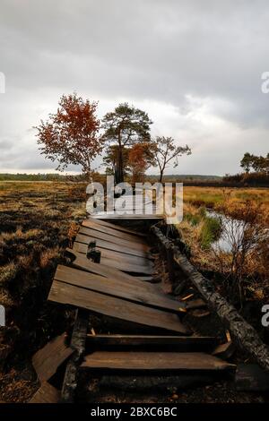 Thursley Common, Elstead. Juni 2020. Vier Tage nach dem Waldbrand, der Thursley Common verwüstete, wurde das Gebiet in verkohlten Ruinen zurückgelassen. Das Feuer wurde Berichten zufolge durch ein BBQ oder eine ausrangierte Zigarette am Samstag, 30. Mai, ausgelöst. Sie verbreitete sich schnell aufgrund der zunder trockenen Vegetation, des heißen und sonnigen Wetters und des starken Ostwindes. Thursley Common war schon immer ein beliebter Ort für Touristen, Vogelbeobachter und Tagesausflügler. Das Naturschutzgebiet wurde vor zwei Tagen wieder eröffnet, nachdem alle Chancen auf die Wiederentflammung des Waldfeuers bestanden hatten. Kredit: james jagger/Alamy Live News Stockfoto