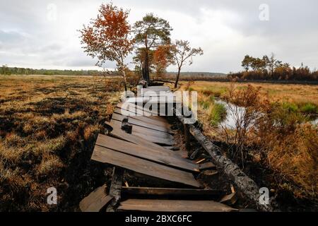 Thursley Common, Elstead. Juni 2020. Vier Tage nach dem Waldbrand, der Thursley Common verwüstete, wurde das Gebiet in verkohlten Ruinen zurückgelassen. Das Feuer wurde Berichten zufolge durch ein BBQ oder eine ausrangierte Zigarette am Samstag, 30. Mai, ausgelöst. Sie verbreitete sich schnell aufgrund der zunder trockenen Vegetation, des heißen und sonnigen Wetters und des starken Ostwindes. Thursley Common war schon immer ein beliebter Ort für Touristen, Vogelbeobachter und Tagesausflügler. Das Naturschutzgebiet wurde vor zwei Tagen wieder eröffnet, nachdem alle Chancen auf die Wiederentflammung des Waldfeuers bestanden hatten. Kredit: james jagger/Alamy Live News Stockfoto