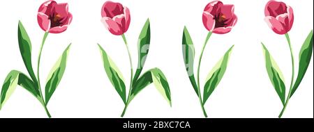 Vector Set von vier rosa Tulpen isoliert auf einem weißen Hintergrund. Stock Vektor