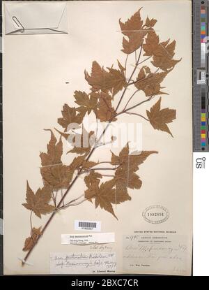 Acer pectinatum subsp maximowiczii Pax AE Murray Acer pectinatum subsp maximowiczii Pax AE Murray. Stockfoto