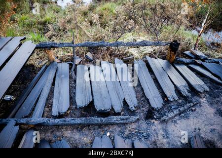 Thursley Common, Elstead. Juni 2020. Vier Tage nach dem Waldbrand, der Thursley Common verwüstete, wurde das Gebiet in verkohlten Ruinen zurückgelassen. Das Feuer wurde Berichten zufolge durch ein BBQ oder eine ausrangierte Zigarette am Samstag, 30. Mai, ausgelöst. Sie verbreitete sich schnell aufgrund der zunder trockenen Vegetation, des heißen und sonnigen Wetters und des starken Ostwindes. Thursley Common war schon immer ein beliebter Ort für Touristen, Vogelbeobachter und Tagesausflügler. Das Naturschutzgebiet wurde vor zwei Tagen wieder eröffnet, nachdem alle Chancen auf die Wiederentflammung des Waldfeuers bestanden hatten. Kredit: james jagger/Alamy Live News Stockfoto