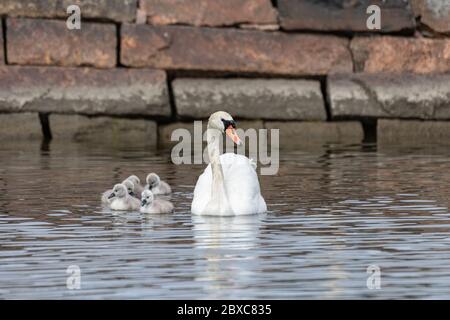 Muter Schwan (Cygnus olor) mit neu geschlüpften Cygnets schwimmend nahe Kaisaniemi Bank in Helsinki, Finnland Stockfoto