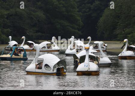 Tokio, Japan. Juni 2020. Am Samstag, den 6. Juni 2020, fahren die Menschen gerne auf einem Teich im Inokashira Park in Tokio mit Schwanenbooten. Die japanische Regierung hob am 25. Mai den Ausnahmezustand auf und die Menschen kehrten in das Einkaufs- und Vergnügungsviertel zurück. Kredit: Yoshio Tsunoda/AFLO/Alamy Live News Stockfoto