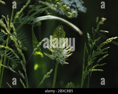 Einzelner Stachelnasen von national seltenen Stachelrampion in der Landschaft von East Sussex. Stockfoto