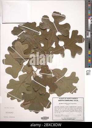 Quercus stellata Wangenh Quercus stellata Wangenh. Stockfoto