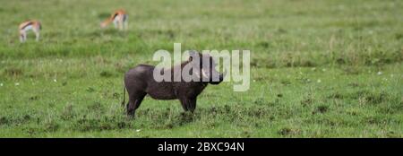 Ein einziger Warzenschwein steht aufmerksam im grünen Kurzgras der kenianischen Savanne, im verschwommenen Hintergrund zwei Thomson Gazellen Stockfoto