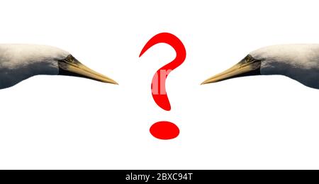Fragezeichen in roten Buchstaben auf weißem Hintergrund mit zwei Vögeln, die es betrachten. Isoliert. Stockfoto