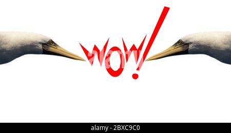 Wort „WOW!“ In roten Buchstaben auf weißem Hintergrund mit zwei Vögeln, die es betrachten. Isoliert. Stockfoto