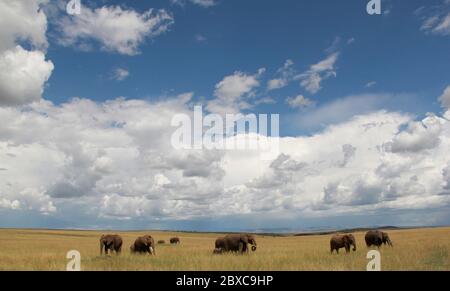Panorama-Aufnahme der weiten Landschaft der Masai Mara. Eine Herde Elefanten streift durch das trockene Gras, weiße Wolken sind beeindruckend am blauen Himmel Stockfoto