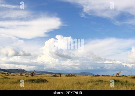 Panoramablick auf die kenianische Savanne, Giraffen bewegen sich friedlich durch das trockene Grasland, im Hintergrund beeindruckende Wolkenformationen Stockfoto