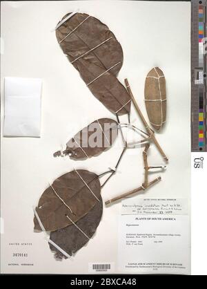 Adenocalymma inundatum Mart ex DC Adenocalymma inundatum Mart ex DC. Stockfoto