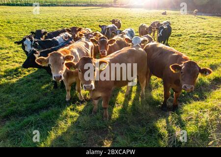 Kühe auf einem Feld in Kent bei der frühen Abendsonne Stockfoto