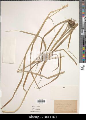 Carex greyi J Carey Carex greyi J Carey. Stockfoto
