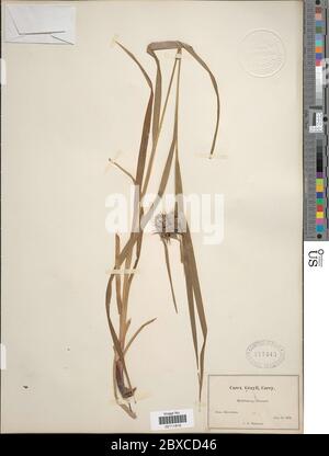Carex greyi J Carey Carex greyi J Carey. Stockfoto