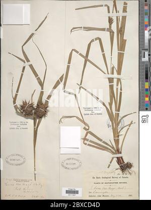 Carex greyi J Carey Carex greyi J Carey. Stockfoto