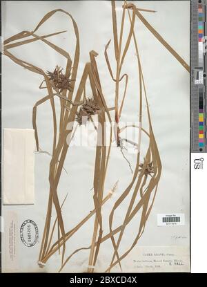 Carex greyi J Carey Carex greyi J Carey. Stockfoto