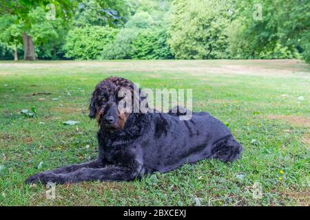 Neu getrimmter schwarzer Labradoodle-Hund liegt in Parklandschaft Stockfoto