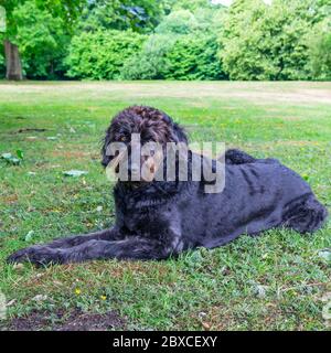 Neu getrimmter schwarzer Labradoodle-Hund liegt in Parklandschaft Stockfoto