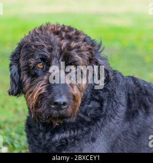 Neu getrimmter schwarzer Labradoodle-Hund liegt in Parklandschaft Stockfoto