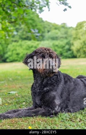 Neu getrimmter schwarzer Labradoodle-Hund liegt in Parklandschaft Stockfoto