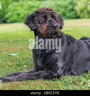 Neu getrimmter schwarzer Labradoodle-Hund liegt in Parklandschaft Stockfoto