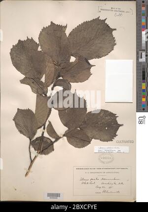 Ulmus glabra Huds Ulmus glabra Huds. Stockfoto