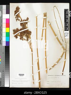 Juncus acutus L Juncus acutus L. Stockfoto