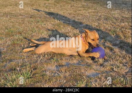 Ruby the Puppy Pit Bull Terrier spielt mit einem Ball im Hundepark. Stockfoto